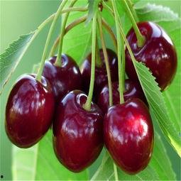 美国樱桃,从种植到市场的全链解析